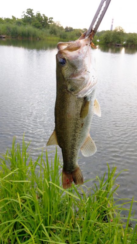 初城北ワンドで40up